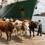 VACA
